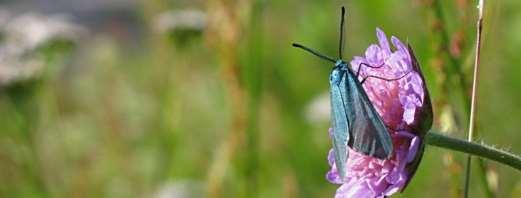 Bredbrämad bastardsvärmare Zygaena lonicerae (NT) Artfakta: Detta är ytterligare en bastardsvärmare med fem röda fläckar.