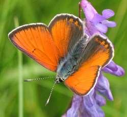 Hona och hane av violettkantad guldvinge. Artfakta: Hanen har lysande orange vingar med violetta fram- och bakkanter medan honan har något mer dämpade färger.
