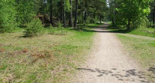 Skötselförslag: Röjning eller hellre uppryckning av uppväxande träd för att förhindra igenväxning. Spara alla blommande träd och buskar. Figur 95. Promenadväg genom området den 22/5. Delområde 11.