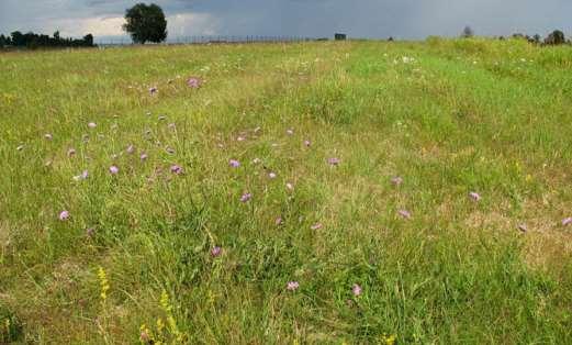 Vägkanterna och den sydvända slänten är relativt blomrika med getväppling, klöver, gökärt, liten blåklocka, kirskål och lite åkervädd.