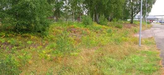 Slänten är delvis igenvuxen med björk och örnbräken. I slänten blommar ljung, harklöver, jungfrulin och flockfibbla.