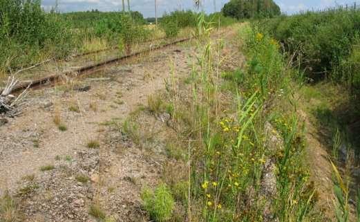 På banvallen blommar flockfibbla, ljung och liten blåklocka. I flockfibbla sågs nätblodbi, småfibblebi och praktbyxbi.