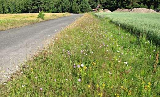 och klöver. Trots blomrikedomen sågs inga intressantare arter vid besöken.