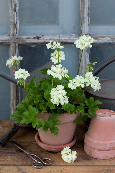 zonalpelargoner, rosenknopps-, stjärn-, kaktusblommande, finger-, fågeläggs- och brokbladiga pelargoner.