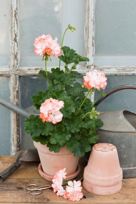 Miniatyrpelargoner Enligt gällande internationell utställningsstandard ska en miniatyrpelargon vara odlad i en lerkruka som