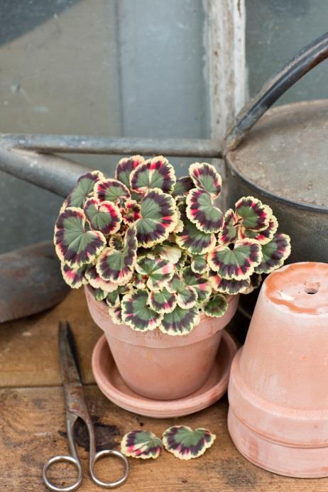 Blomställningarna ska sticka upp över bladverket. Plantorna är små kopior av de stora zonalpelargonerna.