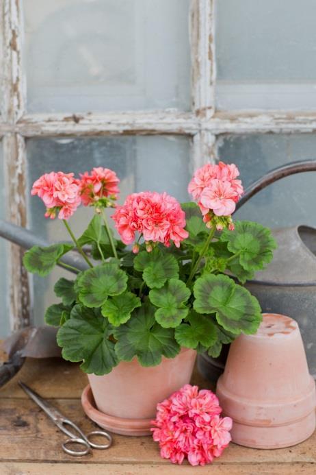 Det finns inget specifikt återkommande mönster, så utseendet på varje blomma varierar. Att tänka på när man har äggskalspelargoner.