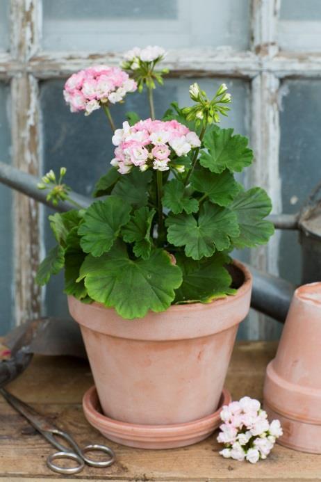 Rosenknoppspelargoner Rosenknoppspelargoner kallas också Noisettepelargoner.