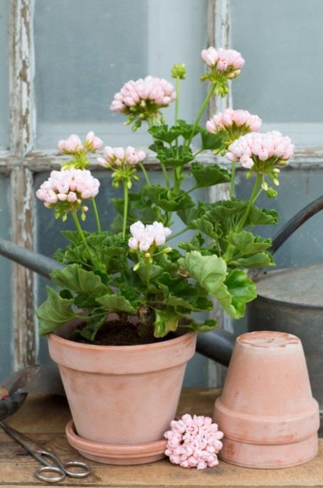 Tulpan- och Nejlikspelargoner Tulpanpelargoner kommer från USA I USA 1966 korsades den första tulpanblommande pelargonen fram av bröderna Robert och Ralph Andrea, den nådde Europa på 80-talet.