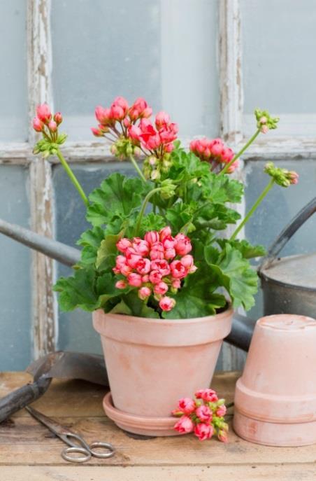 Dessa pelargoner började utvecklas i USA, där de odlats sedan 1966. De kom till Europa först på 1980-talet. Nejlikeblommande pelargoner har sågade kronbladskanter. Emma från Bengtsbo Tulpanblommande.