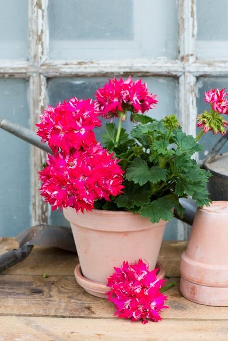 Sorterna med enkla blommor är mest stjärnlika, de med dubbla blommor ser mer rufsiga