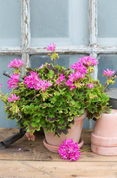 Ceriseröda vackra blommor liknande stjärnor.