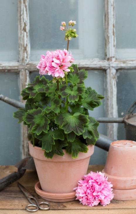 Dubbla vita blommor med ett mörk rosa öga.