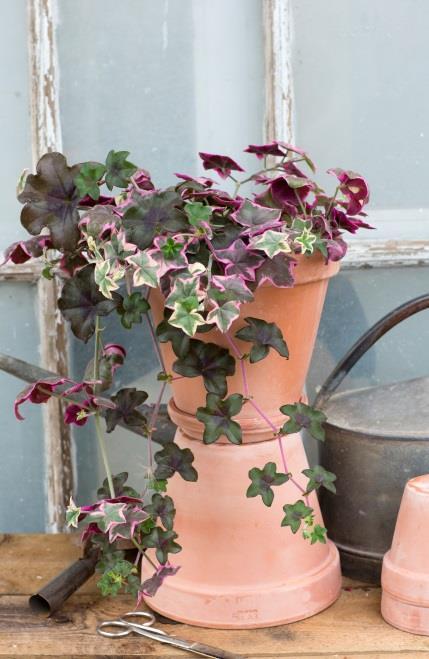 Blommorna varierar från enkla till dubbla, med färger från vitt, lila, olika rosa och röda till mycket mörkt sammetsröda. Det finns också hängpelargoner med fläckiga eller randiga blommor.