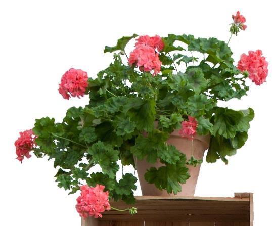 Zonartic Zonartics har tagits fram genom att korsa vildpelargonen P. articulatum med P. zonale hybrider och hänghybrider.