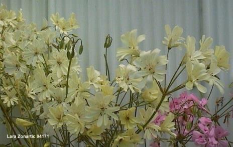 Lara Rita Cliff's own words Year 1987 was a year of exciting work with these hybrids when having a possibility of producing flowers with cream or pale yellow