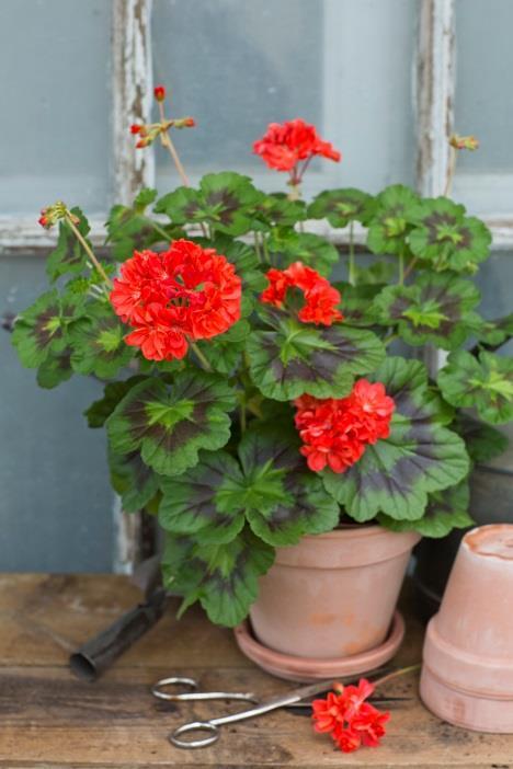 Zonalpelargoner Zonalpelargonernas namn syftar på att många - fast inte alla - har en brunaktig