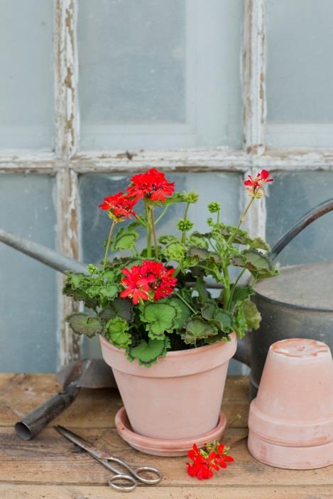 Blommorna är halvfyllda och cerisefärgade med antydan till vita penseldrag i blommans mitt.