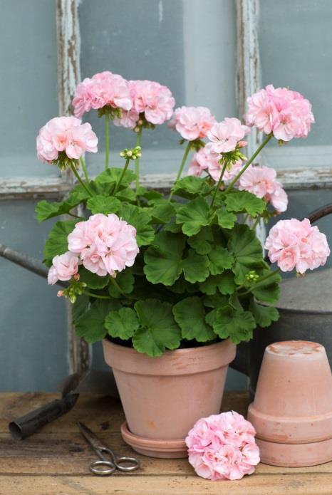 Zonalpelargoner Mr Wren Enkla tegelröda blommor med vita Kronbladskanter.