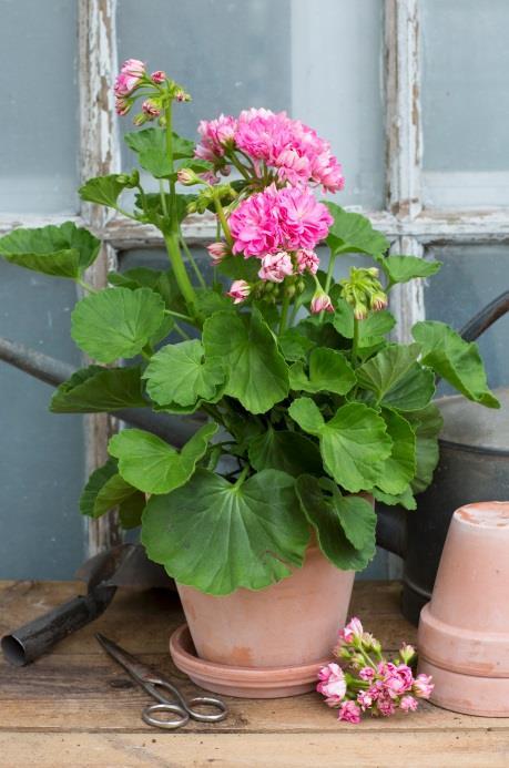 Mårbacka Harald Dubbla mycket ljust laxrosa blommor. Storvuxen och robust.