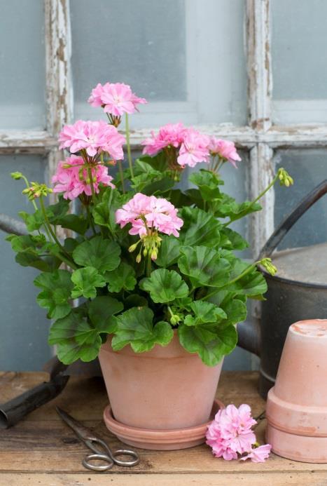 Stora Hyttnäs Dubbla täta blommor i olika röda nyanser.