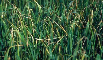 också erhållas av lägre givor. Till vallen kan hela givan ges till 1:a skörden, då svavel inte lyxkonsumeras. 8.3 Bor (B) Grödornas borbehov varierar från 0,1 till 1 kg/ha.