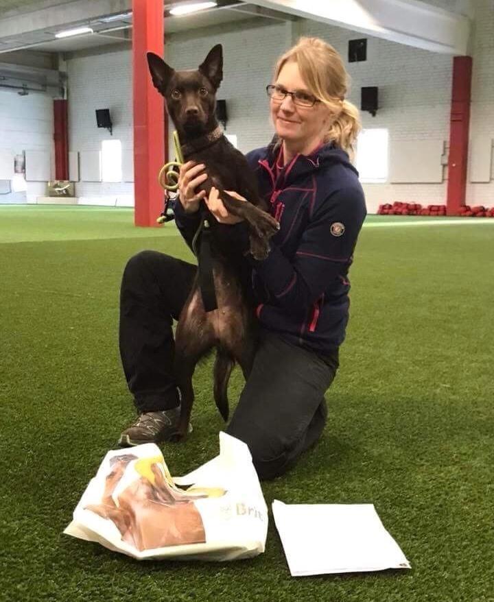 Maria Danielsson & Aussie Action s Red Turning Tina - Tigra Australian kelpie Vi är väldigt nya på denna nivå och Tigra är min första klass 3-hund.