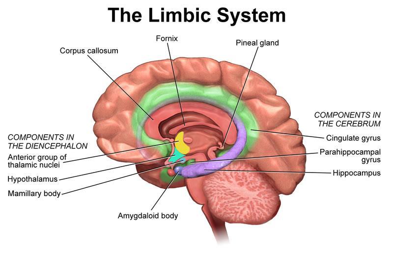 Hjärnans struktur och funktion Bild 1 Bild 1ger en övergripande orientering.
