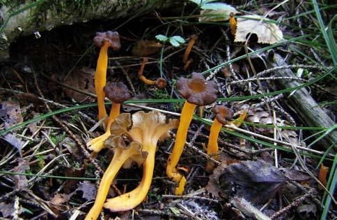 Gulriska (Lactarius repraesentaneus).