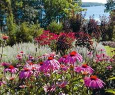 Här kan du promenera i lugn och ro och njuta av perenner, rosor, buskar, gamla parkträd och damm i en fin miljö med utsikt över Norasjön.