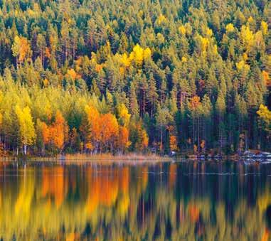 karminkom.se Foto: Jonna Jinton r Snart ä s! g a d t e d Vi finns här för dig och din skog! Funderar du på att avverka eller göra andra åtgärder i din skog? Just nu har vi stor efterfrågan på virke.