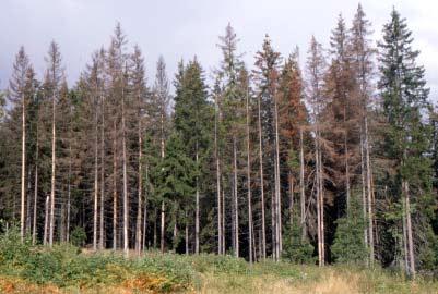 Per-Olof Hedgren Ent. Tidskr. 124 (2003) Figur 1. Exponerad beståndskant av äldre gran med fjolårsangrepp av granbarkborren. Foto Åke Lindelöw.