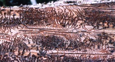 Inside view of spruce bark with egg galleries and larval tunnels by the spruce bark beetle (Ips typographus).