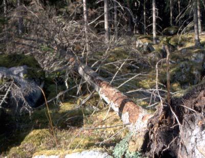 Per-Olof Hedgren Ent. Tidskr. 124 (2003) Figur 4. Granbarkborren har koloniserat en vindfälld gran i en solexponerad beståndskant.