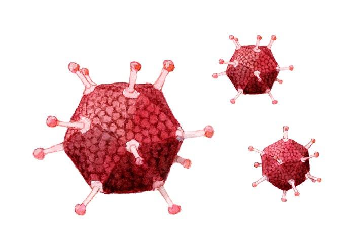 p53 kan då skydda cellen mot canceromvandling. sig in genom cellmembranet, och kan därför inte påverka virus som gömmer sig inne i cellerna.