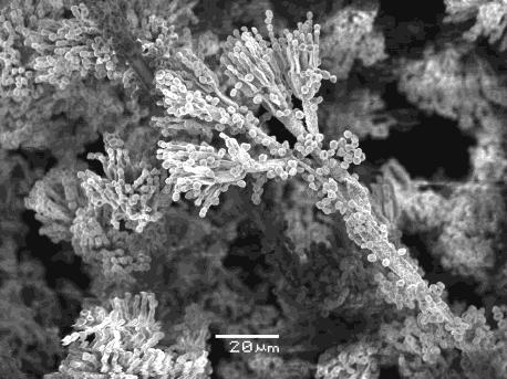 Penicillium 2018-03-24 - Vad kan vi göra för att minska mögelproblemen? - Håll byggnader torra (under 75 eller 80% RF). - Hur?