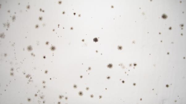 Simuleringsverktyg som med mikroklimat och materialegenskaper som indata kan förutsäga om/när det kommer att mögla på en yta. Vad är mögelmodeller?