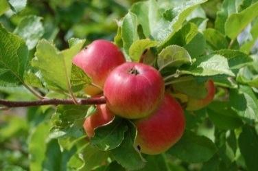 Matsedel för skolor Askersunds kommun mars 2018 Vecka 9 1-2 mars Vecka 10 5-9 mars Potatisbullar med bönröra, lingonsylt och Kycklinggryta med morot zuccini, matvete och potatis och rostade