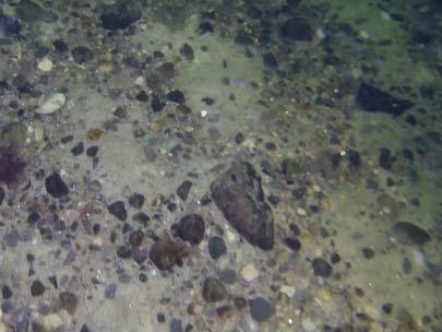 Battersia arctica på 20m djup