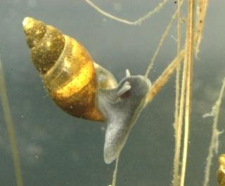 Exempel musslor fåborstmaskar