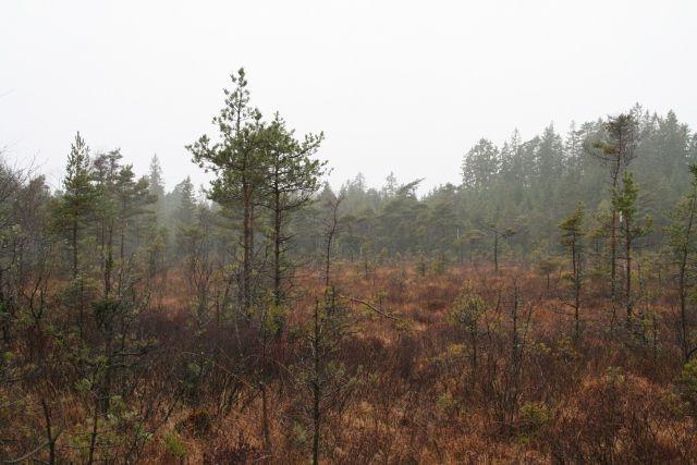 Skogsmark Skogen på Moen 1:8 är barrskogsdominerad med huvudsakligen yngre och medelålders