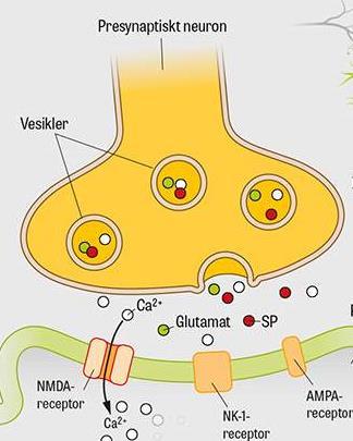 Central sensitisering Uppstår vid ihållande nociceptiv eller neuropatisk smärtsignalering Sensitisering är överretbarhet i perifera eller