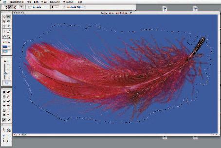 Color Range, lassoverktyget och ritstiftet kräver tydliga konturer för att fungera effektivt. Den här fjädern är allt annat än skarpkantad.