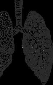 KOL beror på en kronisk inflammation i lungorna som gör att lungblåsorna förstörs och det blir svårt att andas.