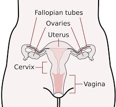 2016:86 Profylaktisk salpingektomi H os vuxna kvinnor som genomgår hysterektomi eller annat abdominellt gynekologiskt ingrepp, kan samtidig salpingektomi minska risken för äggstockscancer (inklusive