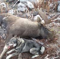 Även möjligheten att kunna äta kött från vilt har ett stort värde. Möjligheterna till att bedriva jakt i kommunen är goda. Inom Strömsunds kommun skjuts cirka 2 500 älgar varje år.