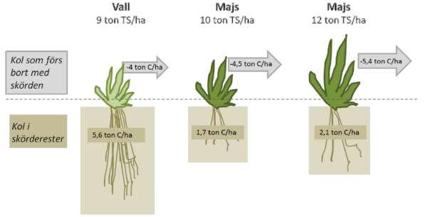 Roten till det goda Kol i rötter och rotexudat är stabilare än skörderester ovan mark Cederberg et al. Potentialer för jordbruket som kolsänka. SIKrapport 850.