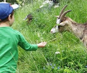 Juni, ingen föranmälan Info: Annika Appel 013-20 51 40 Sommar öppet hus i Domprostgårdens trädgård On 27/6, kl 13.00 17.