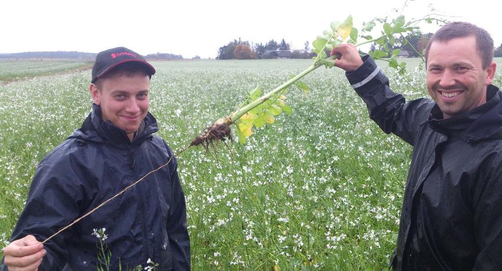 Biologisk jordbearbetning med mellangrödor Oljerättika 2014,