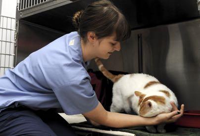 Hitta en bra klinik Leta efter en klinik som kan och förstår katter och försöker minska källor till stress.